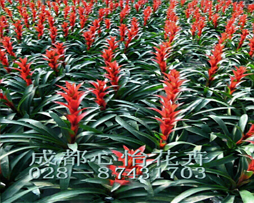 成都花卉租擺成品