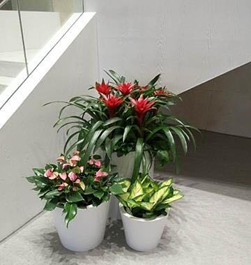 室內花卉租賃組盆